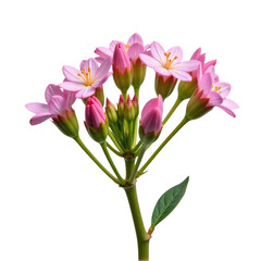 Obraz premium Close-up shot of a pink flower sitting on its stem, with a simple and elegant design
