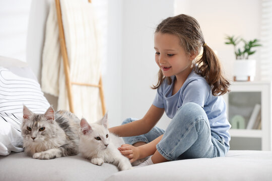 Little girl with her cute Maine Coon cats on sofa at home