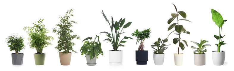 Fototapeta premium Different house plants in pots isolated on white, set