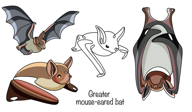 Greater mouse-eared bat