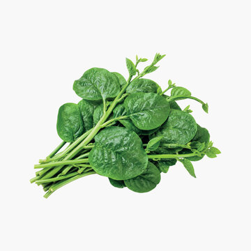 Fresh Malabar Spinach (Basella Alba) Bunch Isolated on White Background
