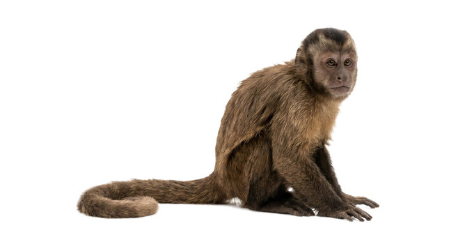 PNG illustration with transparent background of a monkey sitting in side view with long tail, isolated and ready to use.