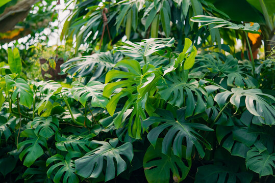 Monstera deliciosa plants featuring large green split leaves filling the frame, creating a dense tropical foliage background and showcasing healthy natural growth in a greenhouse