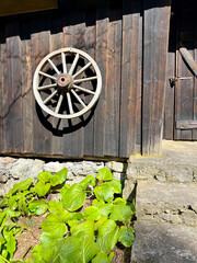 Obraz premium Vintage wooden wagon wheel hanging on an old dark timber wall. Traditional rustic farm decor and bright green bergenia leaves in the foreground. Ancient rural history and ethnic lifestyle. 
