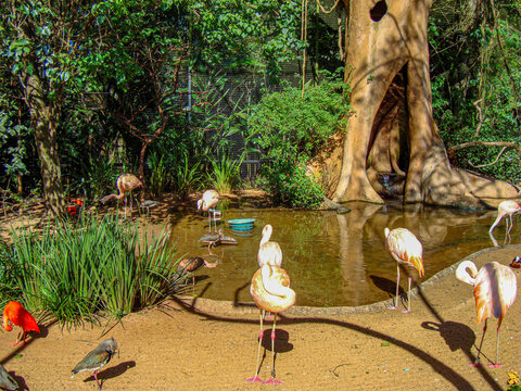 aves na beirada do lago