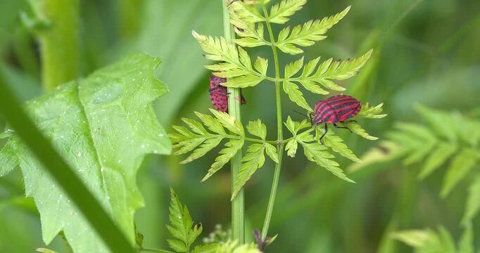 Macro - Red and black stink bug