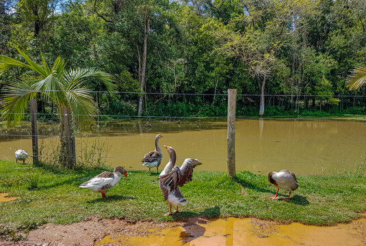 patos na beira do lago