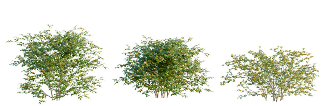 Kerria japonica tree, elevation, front view, cutout, transparent background, isolate, Branch of a green tree with leaves, isolated on a transparent background, perfect for design