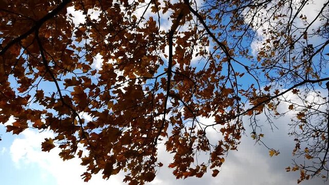 Low view of brown maple leaves on tree branches gently swaying in wind at parkland. Lush autumn yellow foliage swinging on the breeze at forest. Beautiful colorful fall season. Slow motion