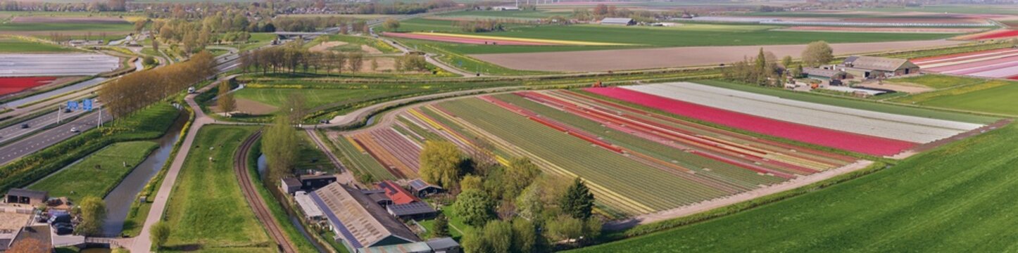 Aerial view of colorful tulip fields along the curved Hoorn-Medemblik steam train railway line and the A7 highway, Abbekerk, North Holland, Netherlands.
