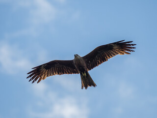 Fototapeta premium Black kite soaring in blue sky close up