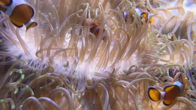 Orange Amphiprion ocellaris clownfish hiding among waving Heteractis magnifica sea anemone tentacles in tropical seawater. Colorful underwater marine wildlife scene with reef ecosystem and aquatic 