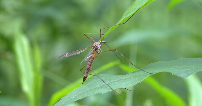 Macro - Crane fly on a leaf