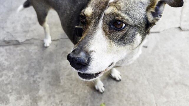 Top view of a leashed dog standing outdoor, looking around and reacting to nearby activity. The image conveys realism, spontaneity, and the natural behavior of a pet in an open environment