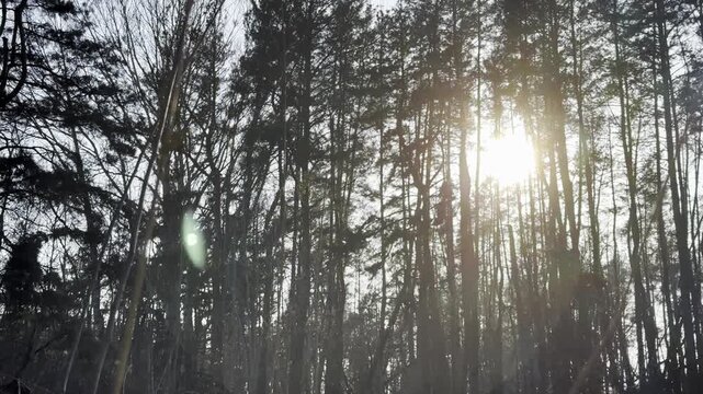 Tiny insects drift through warm sunbeams in summer woodland. Golden light filters between trees revealing countless small silhouettes in motion. Scene show forest moment filled with natural atmosphere