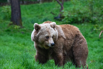 Obraz premium Brown Bear Exploring Grassy Wilderness Area