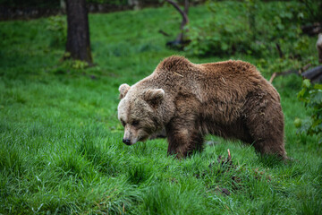 Obraz premium Wild Brown Bear Walking Through Green Grass