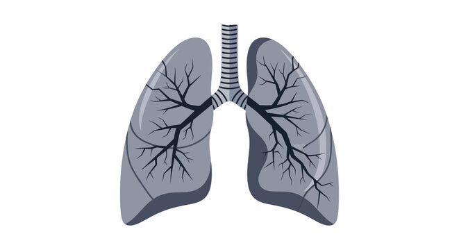 Human Lung Anatomy Illustration with Bronchial Tree