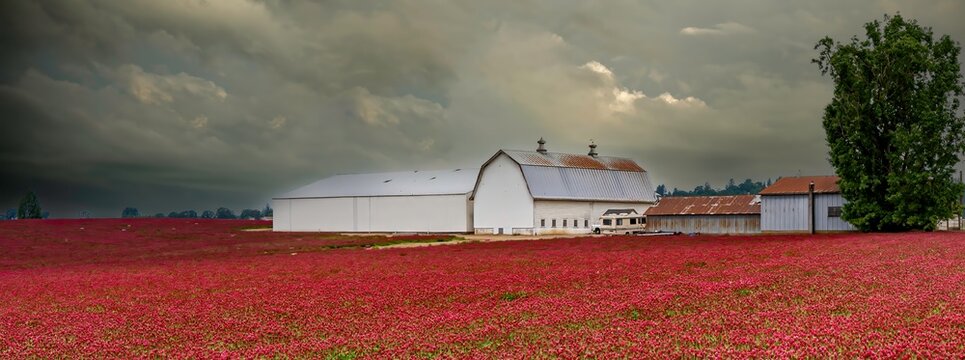 A white barn and a field of Rd Clover (Trifolium pratense)  near Jefferson Oregon.  It is a herbaceous species of flowering plant in the bean family Fabaceae.