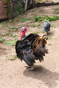 wide angle Profile Portrait of two Male Domestic Turkey on a Farm on outdoor ground.
