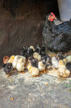 Hen with a Large Brood of Newborn Chicks on a Farm dark feathered chicks gathered on