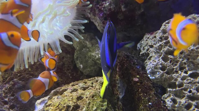 Colorful Amphiprion ocellaris clownfish and blue Paracanthurus hepatus swimming around Heteractis magnifica sea anemone and coral rocks in Indo Pacific tropical reef habitat underwater.