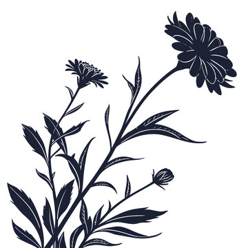 creeping zinnia silhouette on white background