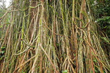 Obraz premium The roots hanging down from the old banyan tree.