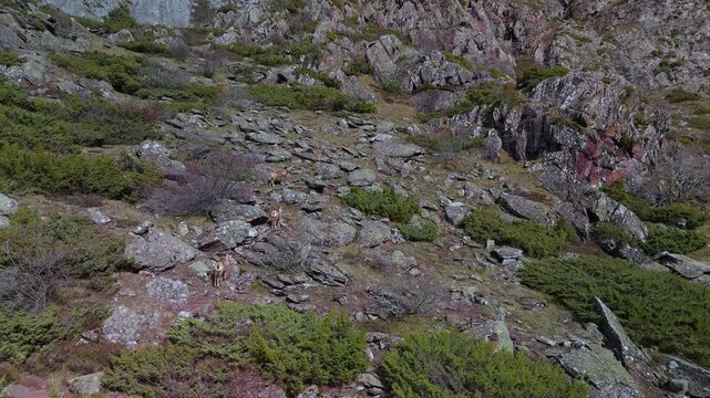 Pyrenean chamois (Rupicapra pyrenaica) in the Aguas Tuertas Valley in the Western Valleys Natural Park. The Jacetania region. Huesca. Aragon. Spain. Europe.