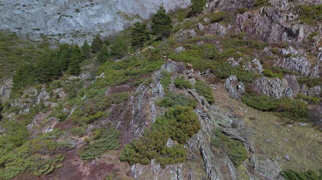 Pyrenean chamois (Rupicapra pyrenaica) in the Aguas Tuertas Valley in the Western Valleys Natural Park. The Jacetania region. Huesca. Aragon. Spain. Europe.