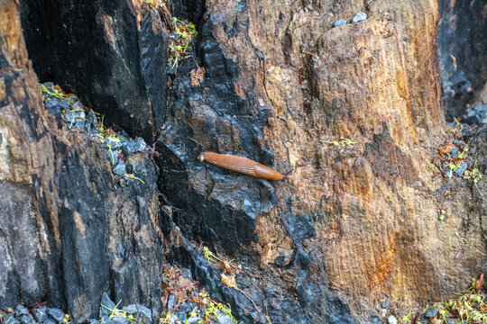 Night Snail Crawling on Weathered Tree Stump