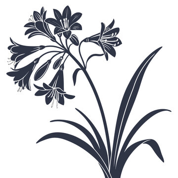 clivia silhouette on white background