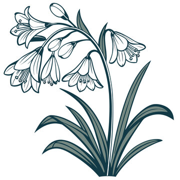 clivia with leaves