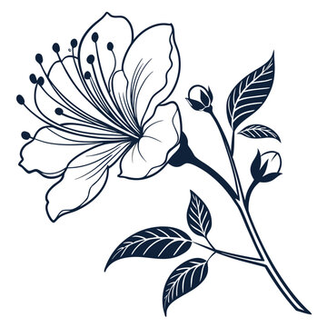 caper flower silhouette on white background