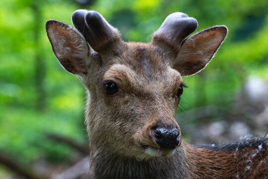 Close up Young Sika Deer with Emerging Antler Growth