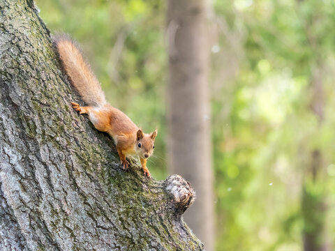 Portrait of a squirrel on a tree trunk