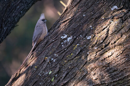 Grey mousebird perching on a tree trunk