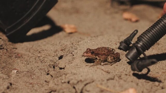 Hand approaching toad at campsite with pump and gear, gentle interaction as camper nudges toad away from equipment, cautious rescue tone, warm lantern light and textured sand emphasize care