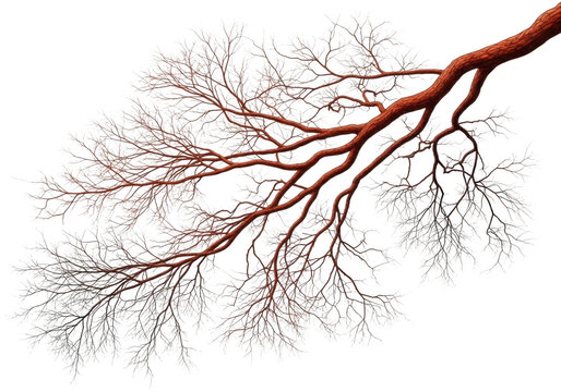 Bare tree branch with twigs and no leaves isolated on transparent background