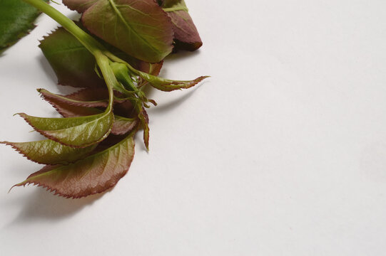 Rose leaves flat lay composition on minimal background