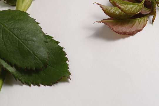 Rose leaves flat lay composition on minimal background