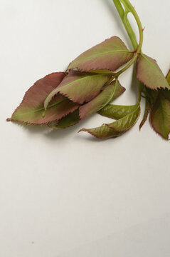 Botanical rose branch on white background with copy space