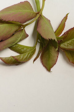 Botanical rose branch on white background with copy space