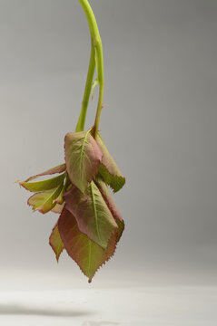 Floral rose branch composition on white background with copy space