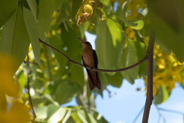 colibri © Manuel González