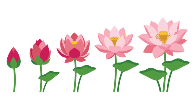 Stages of lotus flower growth from bud to full bloom, pixel art illustration, pink and green natural elements