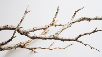 Fototapeta premium Minimalist studio still life of dried tree branches against a white backdrop