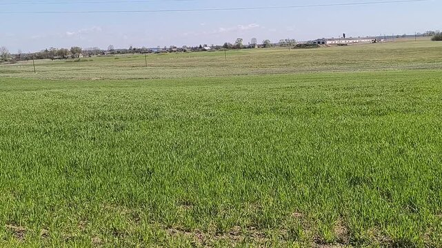Green field on the background of the blue sky
