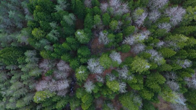 Aerial view from a drone of the mixed forests of fir, pine, and beech trees in the Pyrenees Mountains. Pyrenees. Navarre. Huesca. Aragon. Spain. Europe.