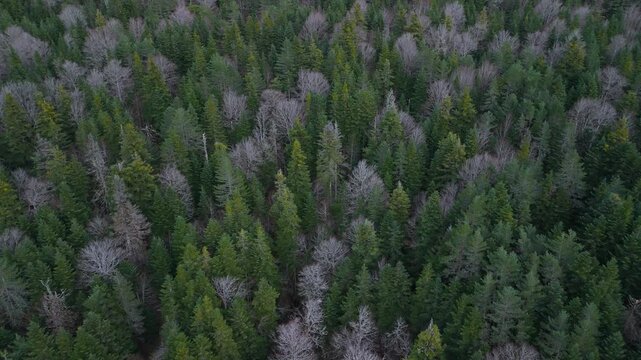 Aerial view from a drone of the mixed forests of fir, pine, and beech trees in the Pyrenees Mountains. Pyrenees. Navarre. Huesca. Aragon. Spain. Europe.